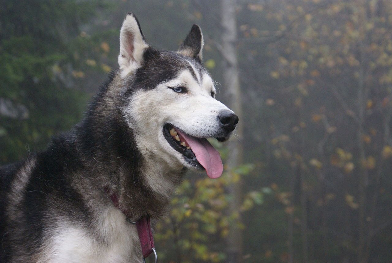 Mishka: il cane parlante che fa impazzire il web