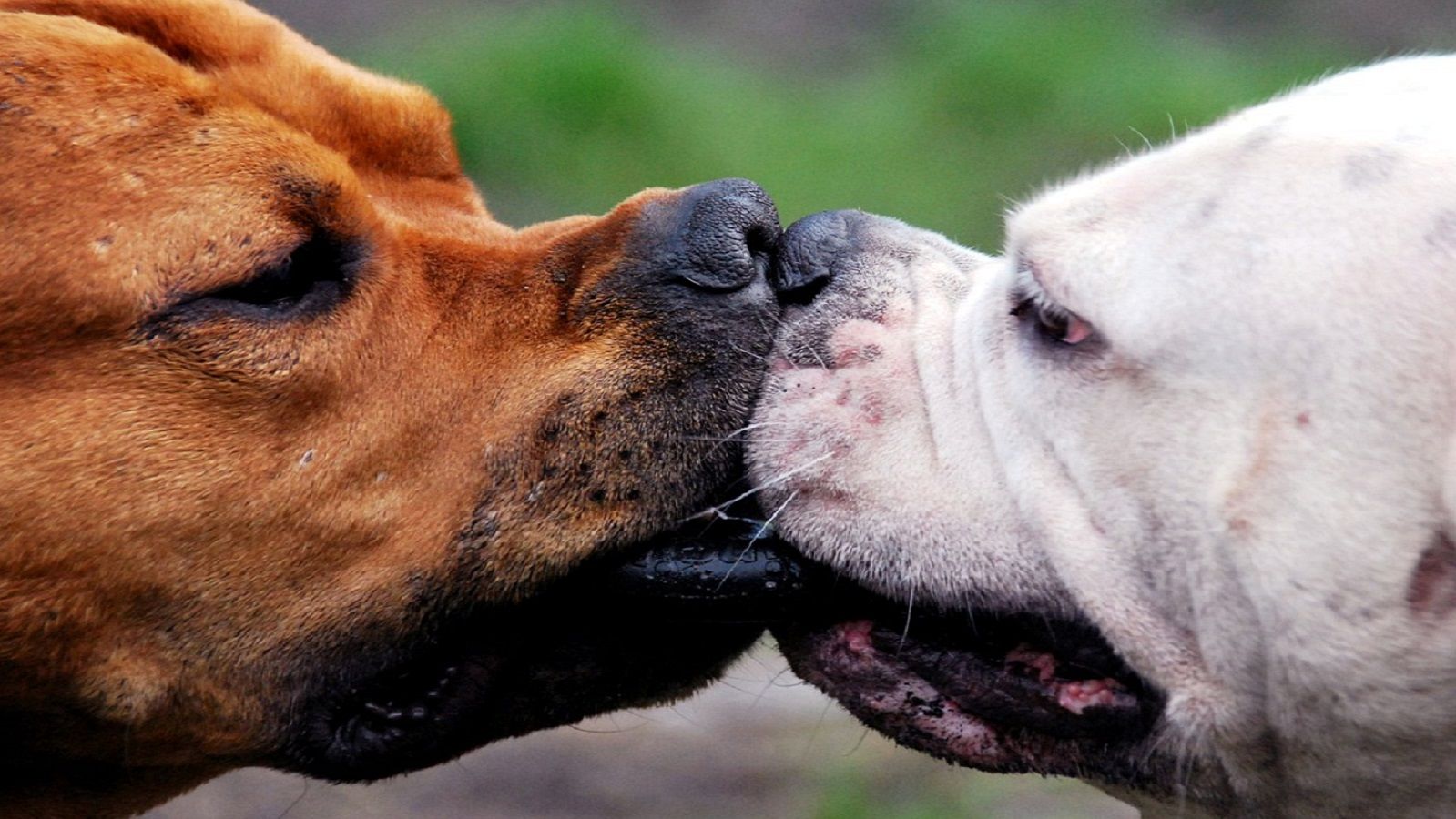 Perché i cani ci leccano e danno i bacini?