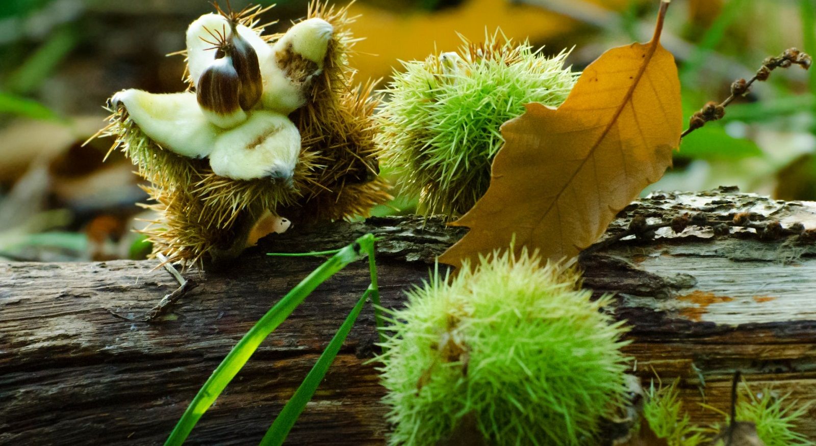 Come usare le castagne per rendere viso e capelli più belli