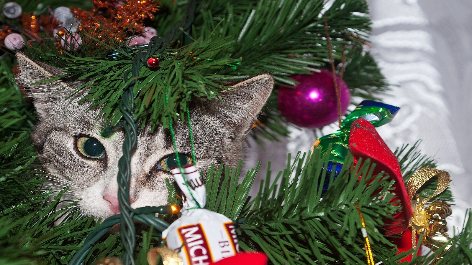 Come fare un albero di Natale se avete un gatto?