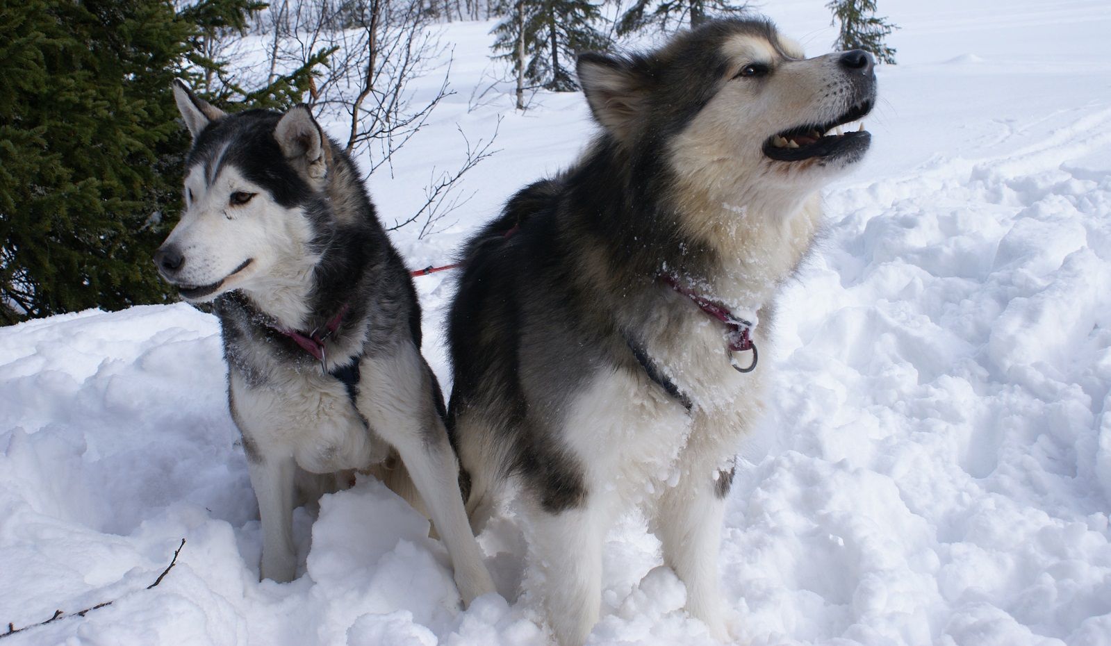 Perché si dice che fa un freddo cane?