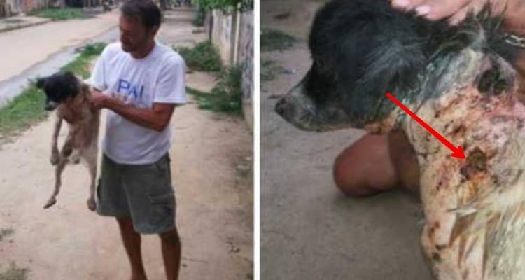 La cagnolina è ricoperta di bruciature e parassiti, ma quando arriva lui tutto cambia!