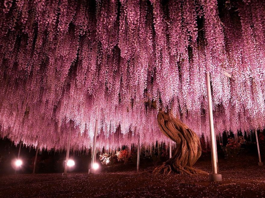 I 16 alberi più belli del mondo