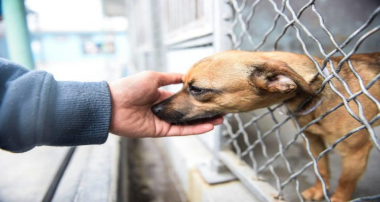 Che fine avrà fatto “la cucciola senza nome?” Volevo saperlo