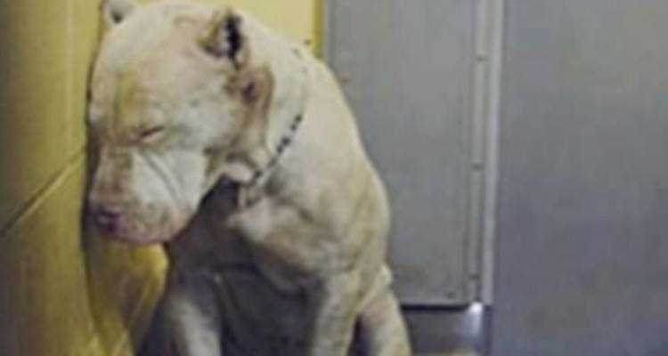 Il pitbull chiamato “mostro” sta per essere soppresso, un incontro gli cambierà la vita