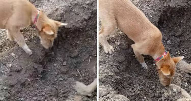 Seppellisce il suo amico morto dopo che una macchina l’ha investito