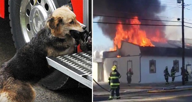 La casa era in fiamme,  all’improvviso spunta una pelosetta con qualcosa tra i denti