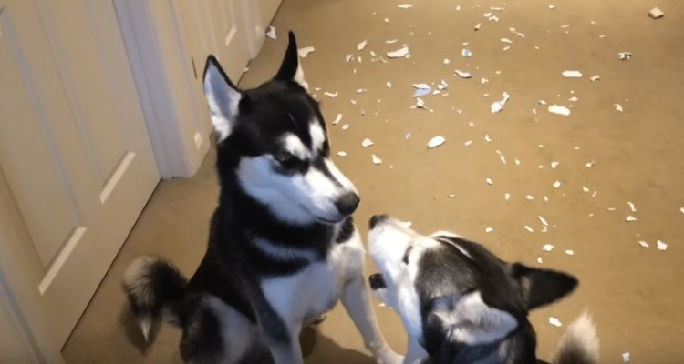 Due husky non sono stati affatto bravi