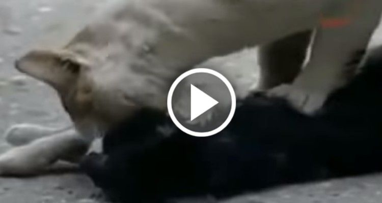 Il gatto che cerca di rianimare l’amico dopo un incidente