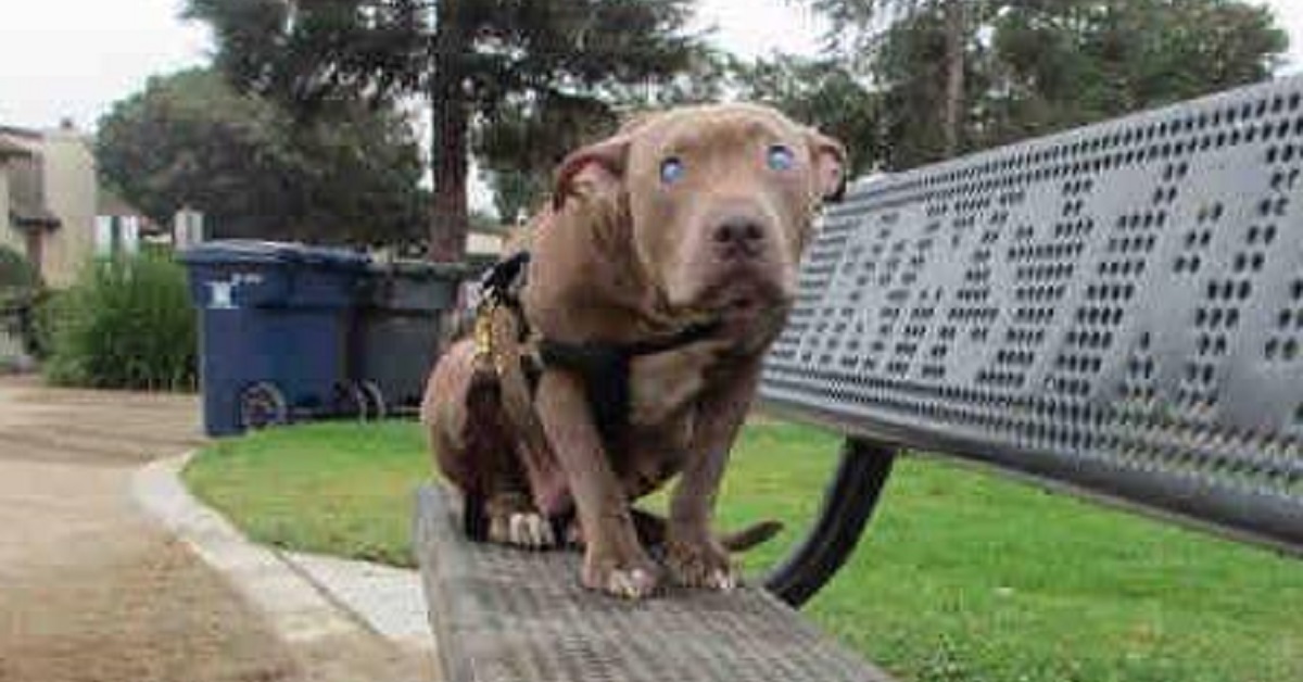 Poly la cagnolina cieca abbandonata su una panchina