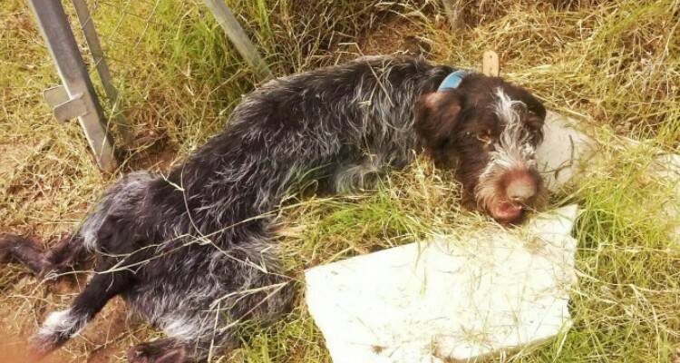 Un’adozione fantastica, la più bella vita che un cucciolo possa desiderare