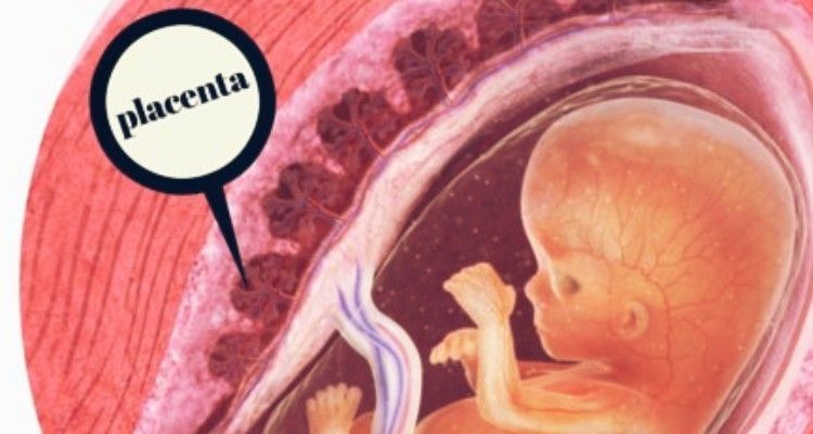 Gradi di maturità della placenta