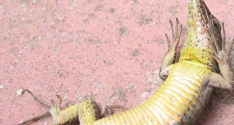 I genitori pensano che la lucertola del figlio è incinta, la scena è esilarante