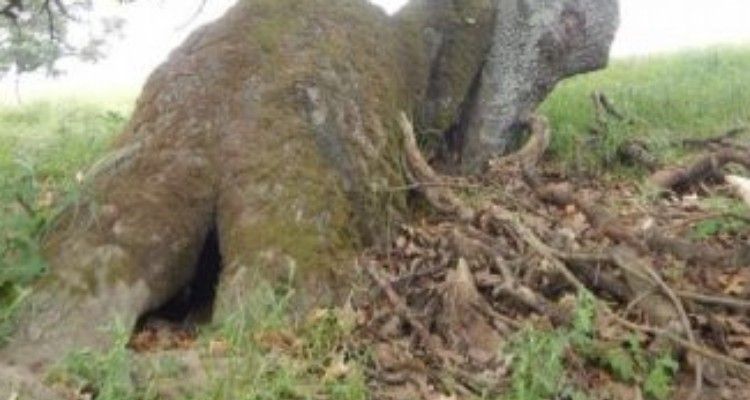 Va nel bosco dopo una chiamata e sente dei rumori provenire da una roccia