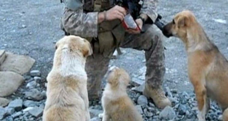 Tre cani salvano i militari da un kamikaze