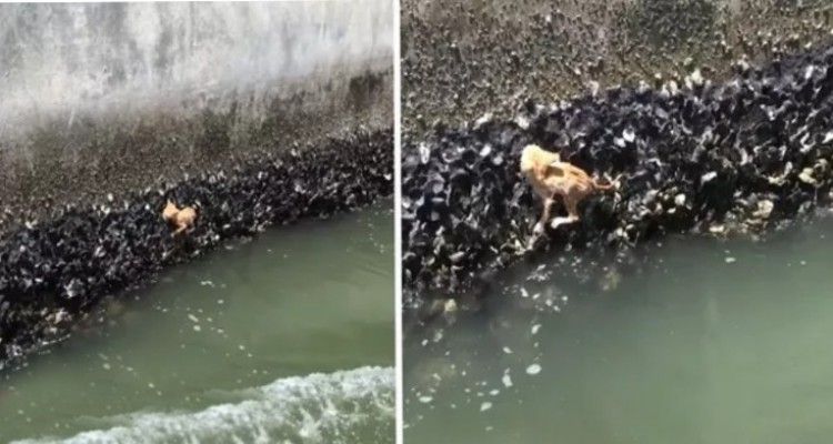 ‘Mamma guarda, c’è un granchio o forse un polpo nella trappola delle ostriche’