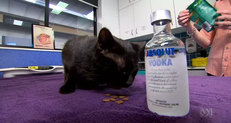 Un gatto sopravvive all’avvelenamento bevendo vodka