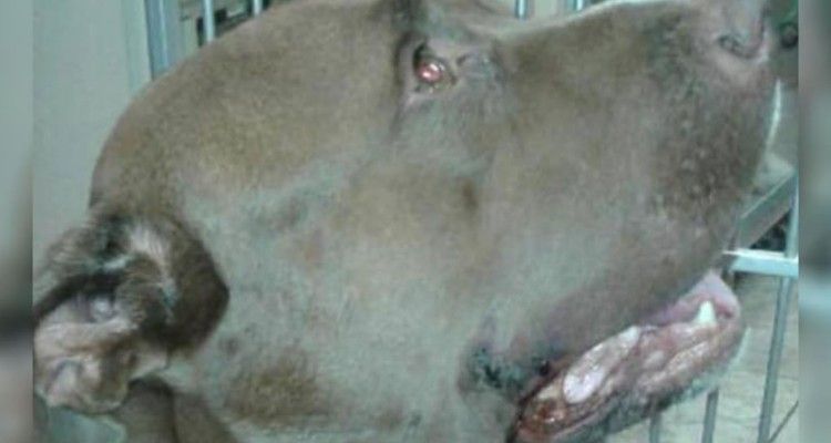 Lascia il pitbull libero di notte e il cane va dritto verso un bambino