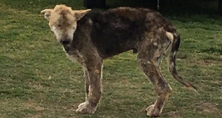 Cane vive legato in un bosco per anni finché una coppia lo salva