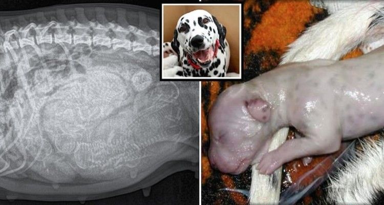 Da alla luce i suoi cuccioli e, in quel momento, il suo umano si accorge del grande errore del veterinario