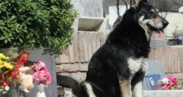 La storia di Capitan, il cane che vive da 10 anni sulla tomba del suo umano