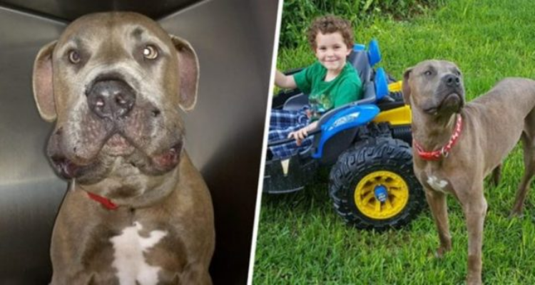 Slayer, il pitbull che ha rischiato la vita per salvare i suoi fratellini umani