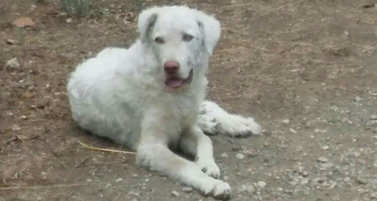 Piccolo  tenero Laky, non sei nato sotto una buona stella tu