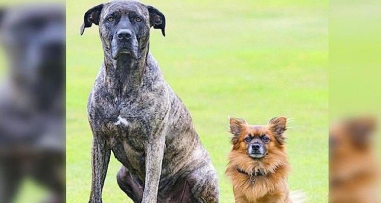 Un mastino e un pomerania hanno avuto un cucciolo insieme. Quello che ne è venuto fuori è diventato una vera star