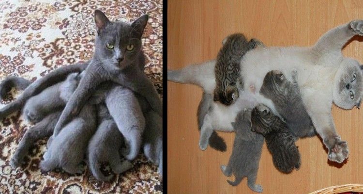 29 foto di mamme gatto alle prese con i loro cuccioli