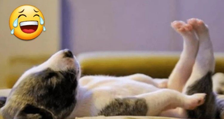 15 foto di cani che dormono in posizioni assurde