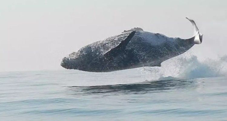 Una balena di 40 tonnellate salta completamente fuori dall’acqua