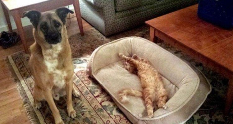 15 foto di gatti che hanno rubato il letto a cani e non hanno intenzione di ridarglielo!