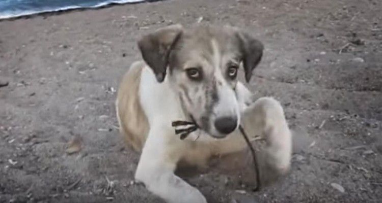 Donna trova cane in spiaggia e lo porta a casa: la sua vita cambierà per sempre