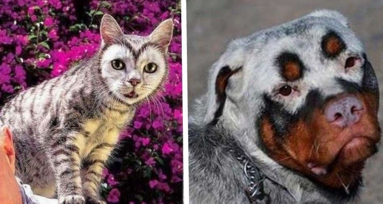 35 foto di animali nati con segni particolari davvero unici