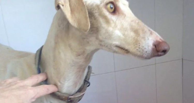 Cane con zampa rotta porta i soccorritori a fare un viaggio di 2 miglia: il motivo vi farà piangere