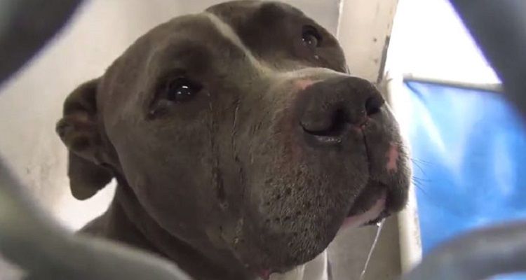 Questo pitbull dal cuore spezzato, con le lacrime agli occhi, ha finalmente trovato una casa