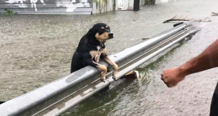 TEXAS IERI: Si aggrappa e chiede aiuto, l’alluvione ha spazzato via tutto ma