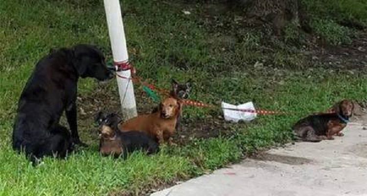 Hanno pensato a salvare la loro vita dopo la tempesta, abbandonando i cani legati agli alberi