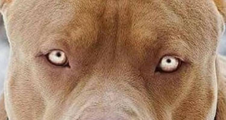 Ecco 13 fotografie che dimostrano la naturale aggressività del Pit bull