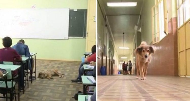 Questo cane vive in una scuola da ben 16 anni