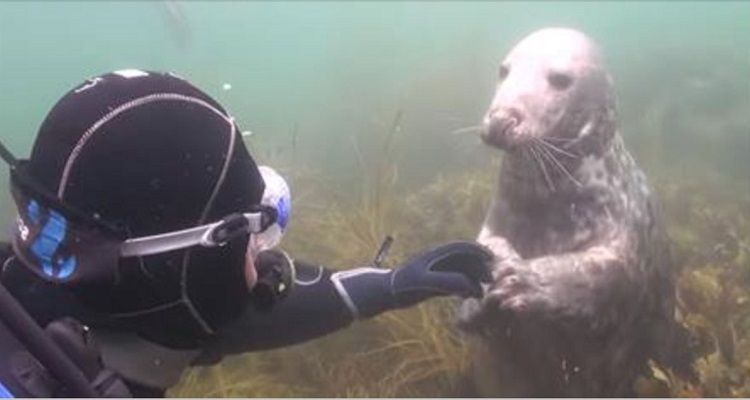 La foca si avvicina per avere dei grattini sulla pancia