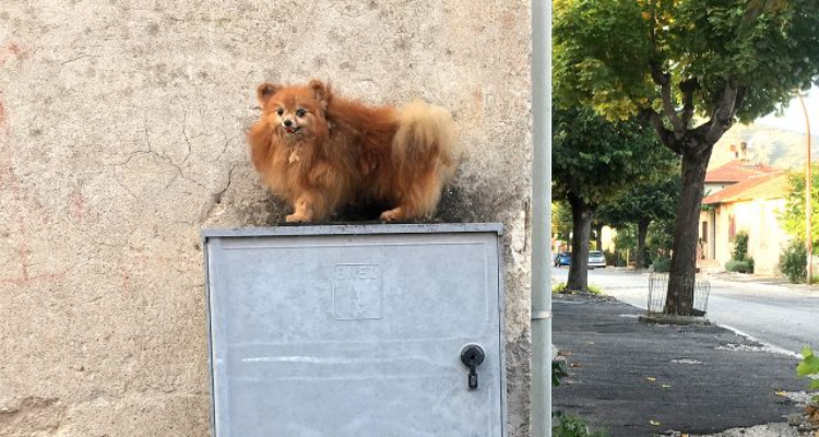 Imbalsamato e lasciato su un contatore dell’Enel, abitanti sconvolti alla vista del cane