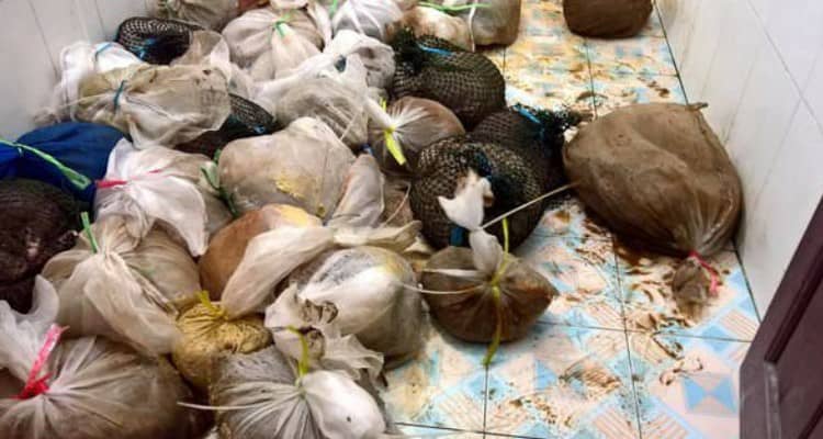 Trovano 30 sacchi di plastica e rimangono scioccati alla vista del contenuto