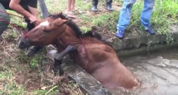 Soccorritori non sanno se possono salvare questo cavallo finché non compare qualcuno dietro