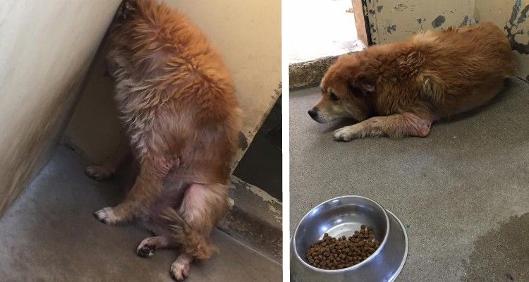 Cane viene abbandonato al rifugio senza un’apparente motivazione