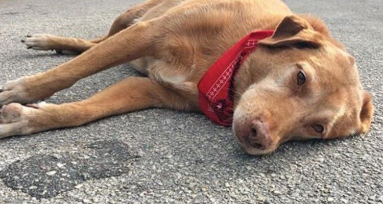 Cane non si muove dal luogo dove la sua amica umana è stata investita da un camion