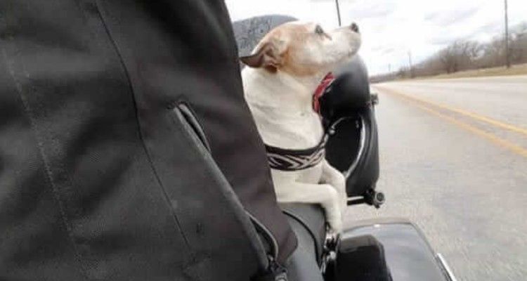 Uomo picchia un cane in strada: ecco cosa fa questo biker