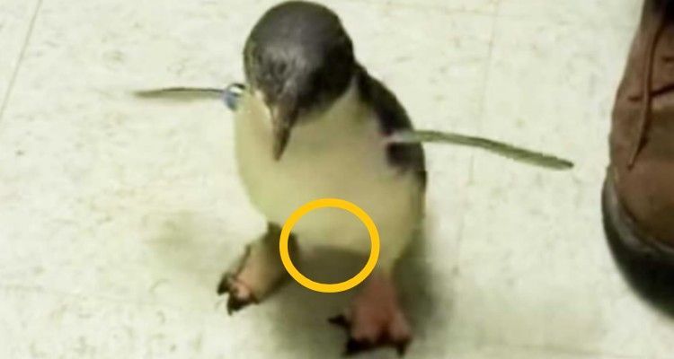 VIDEO – Cookie il pinguino è vittima di uno scherzo imbarazzante