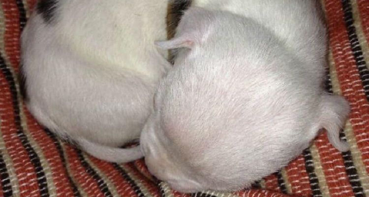 Nicolas, il pitbull adottato dai gatti