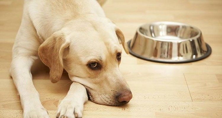 La ciotola del cibo del cane vi sta facendo ammalare entrambi